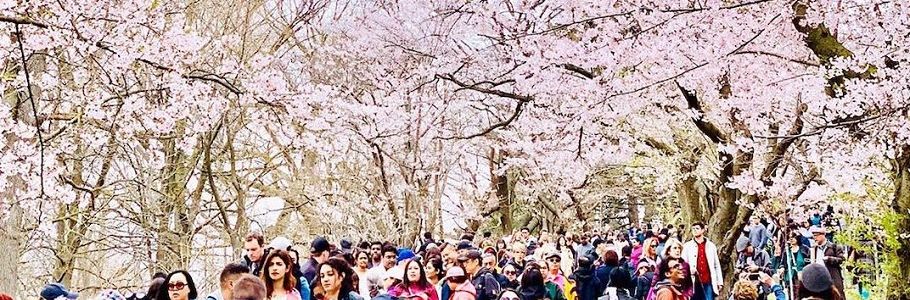 در High Park تورنتو می توانید به تماشای شکوفه های گیلاس بنشینید