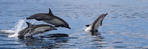 کانادا نگهداری و اسارت دلفین ها و وال ها را غیرقانونی اعلام می کند