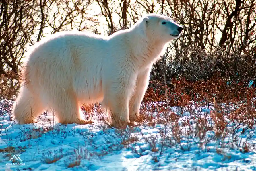خرس قطبی چرچیل