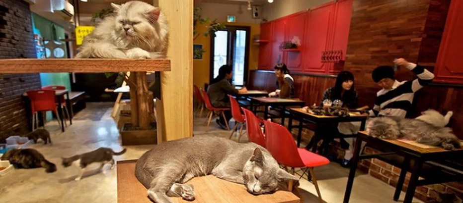 کافه تم (Themed Cafe)